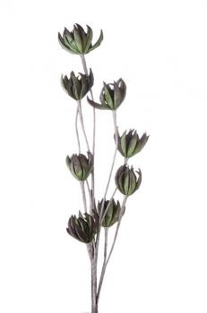 Foam Flower Murcia grün / braun mit 8 Blüten Höhe: 115 cm