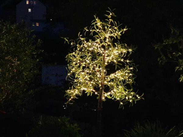 Lumineo Micro LED Blattbaum innen & aussen 220cm & 600 LED Warmes Weiss
